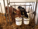 Kalvar, en Jerseykorsning och en Holsteinkalv