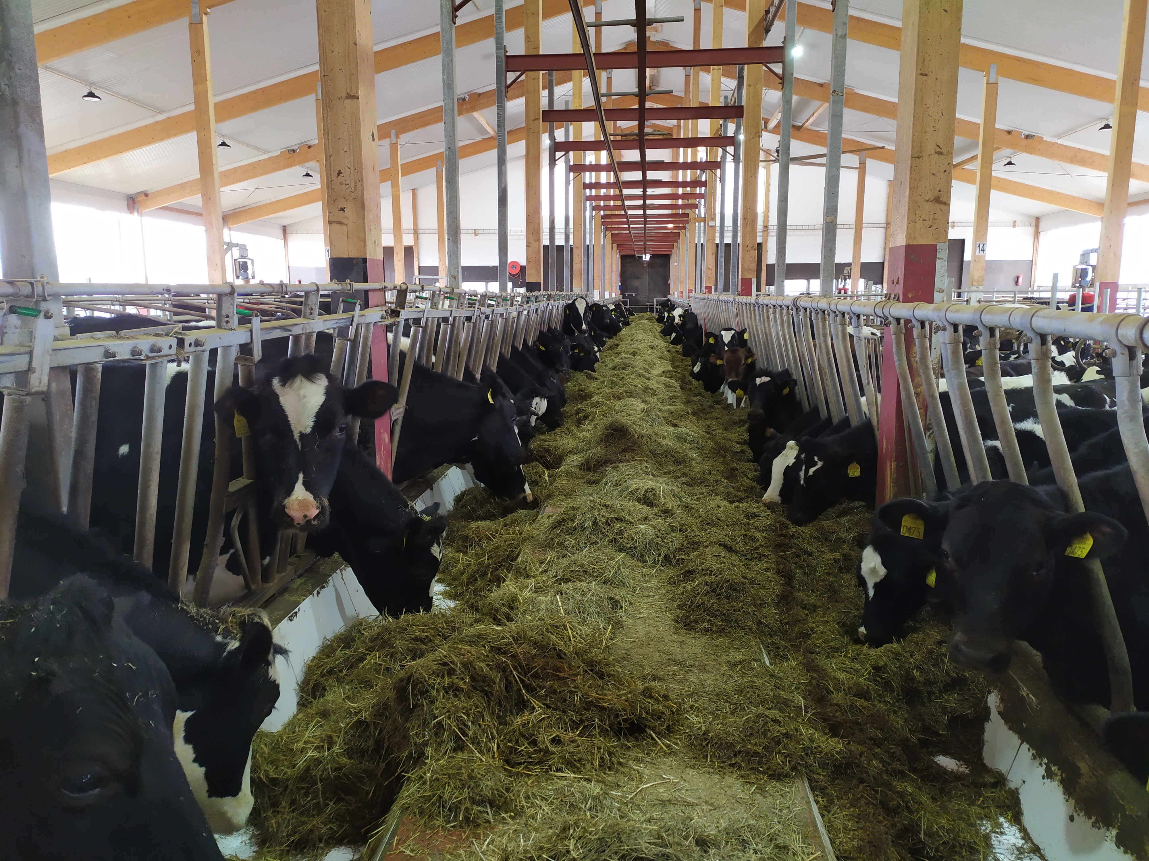 Kvigor vid foderbordet