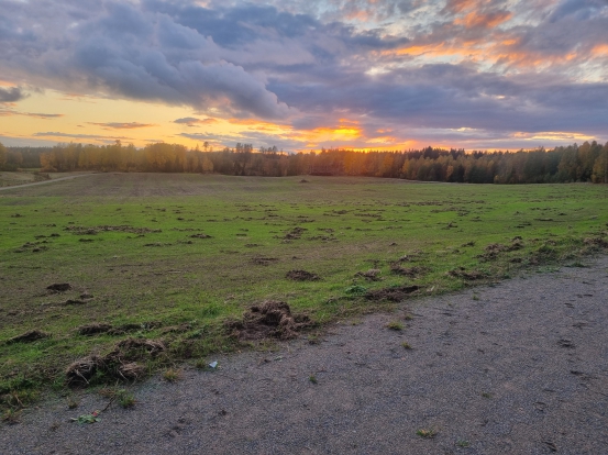 vildsvin Högtorp okt 2024